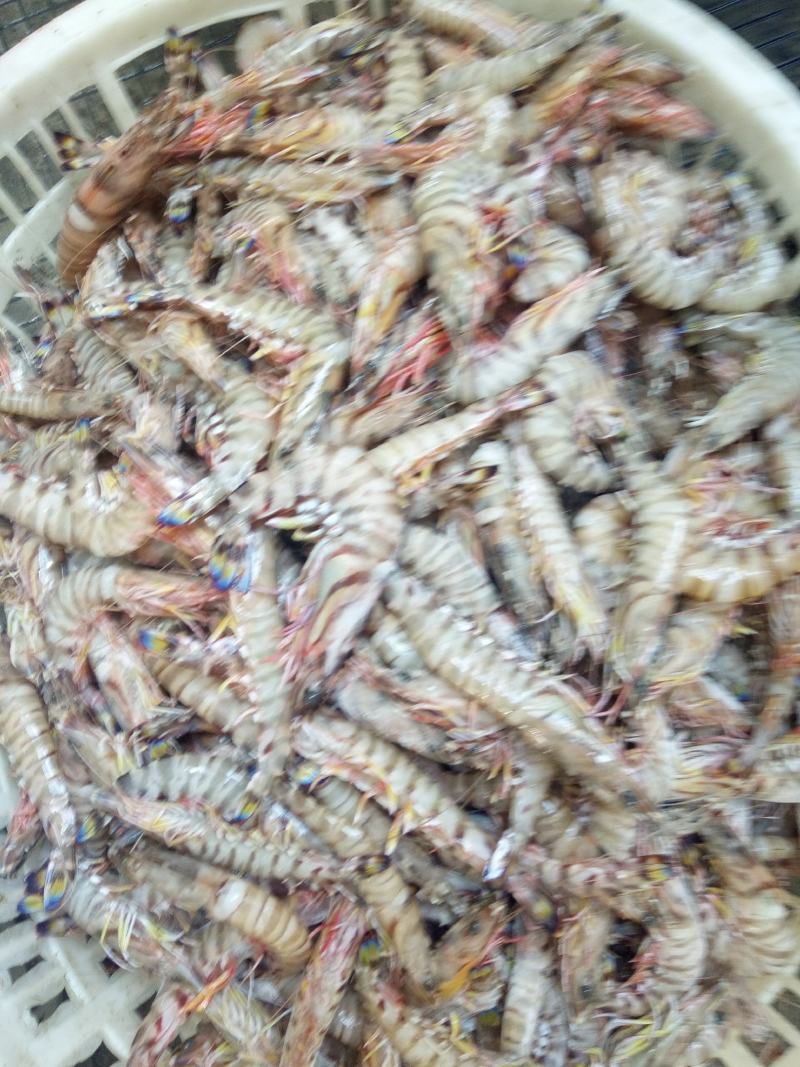 竹节虾，斑节虾，没有刺，高档海鲜
