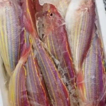 金线鱼，非常漂亮，高档海鲜，海区味道鲜美，高档货