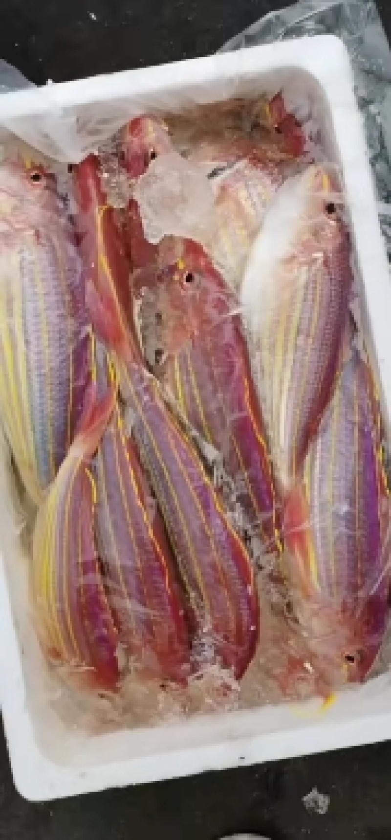 金线鱼，非常漂亮，高档海鲜，海区味道鲜美，高档货