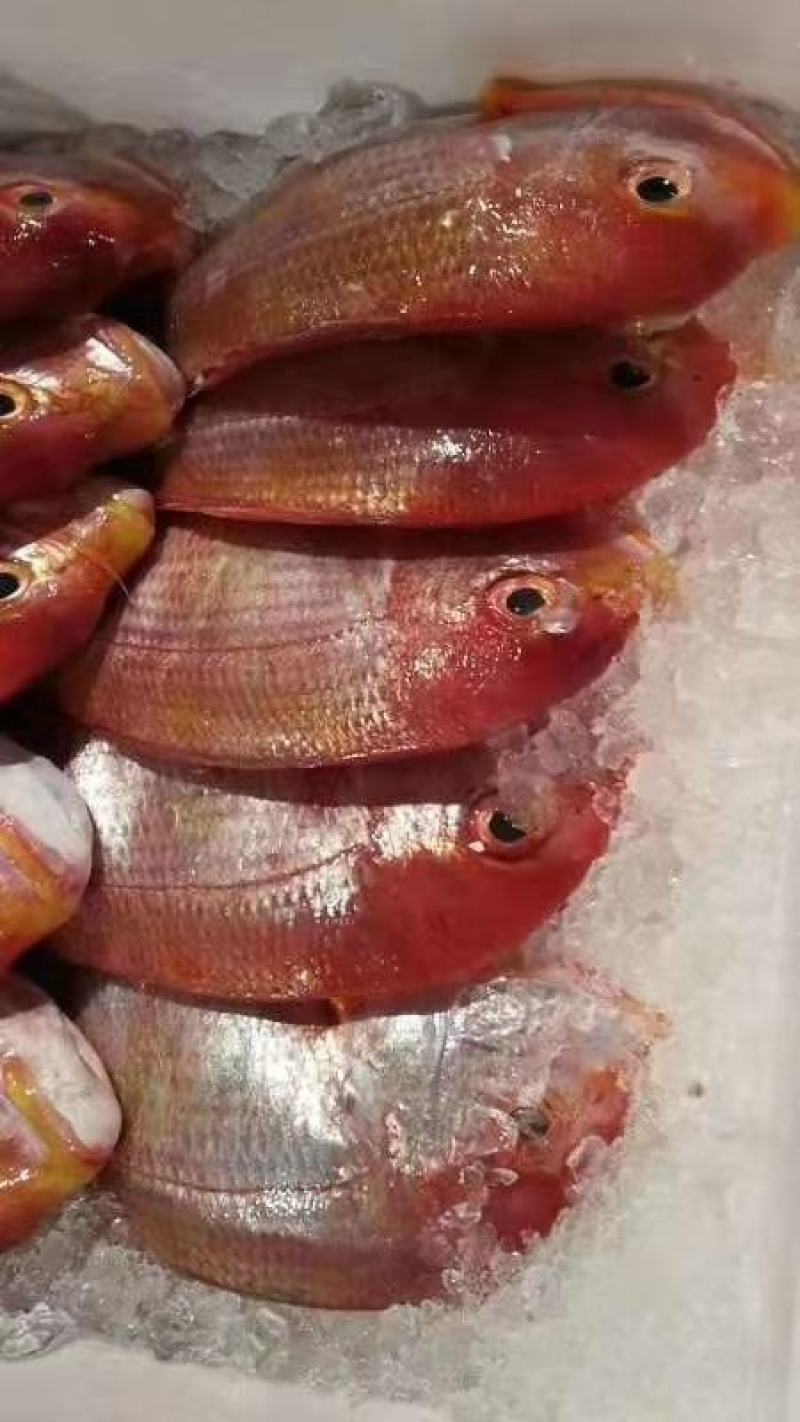 金线鱼，非常漂亮，高档海鲜，海区味道鲜美，高档货