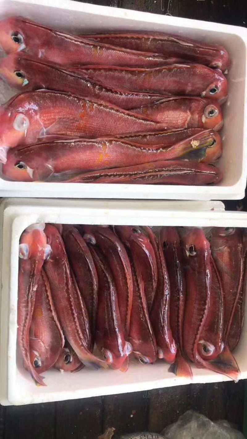 金线鱼，非常漂亮，高档海鲜，海区味道鲜美，高档货