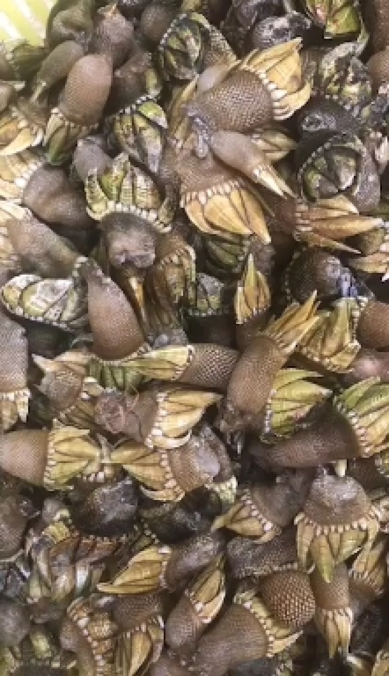 佛手，如来神掌一样的，这样的货少，有钱不一定有货奥