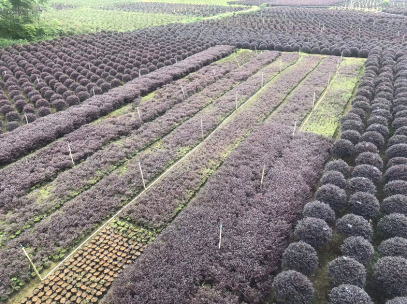 红继木精品球袋苗50-100厘米专业苗木供应及配送面议