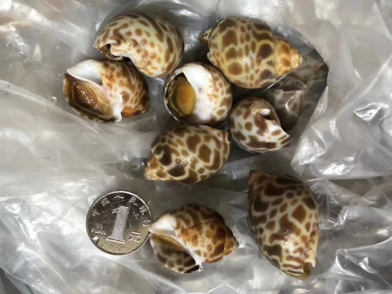花螺，冻花螺，一件十公斤。上海一手货源批发