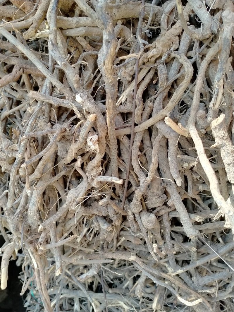 山白芷，羊耳菊