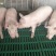 猪场常年出售【内外三元猪、长白、大约克、杜洛克，母猪等】