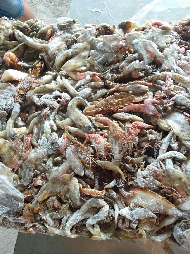 饲料鱼稻田蟹，大闸蟹专用