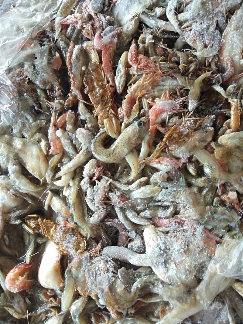 饲料鱼稻田蟹，大闸蟹专用
