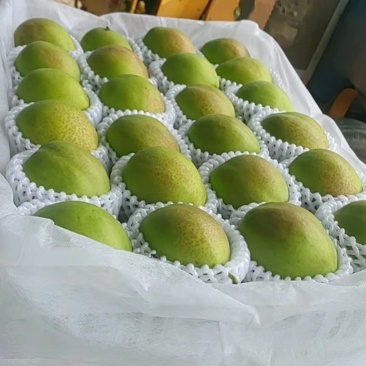 脆甜酥香把伏梨，伏青梨，，新梨七号