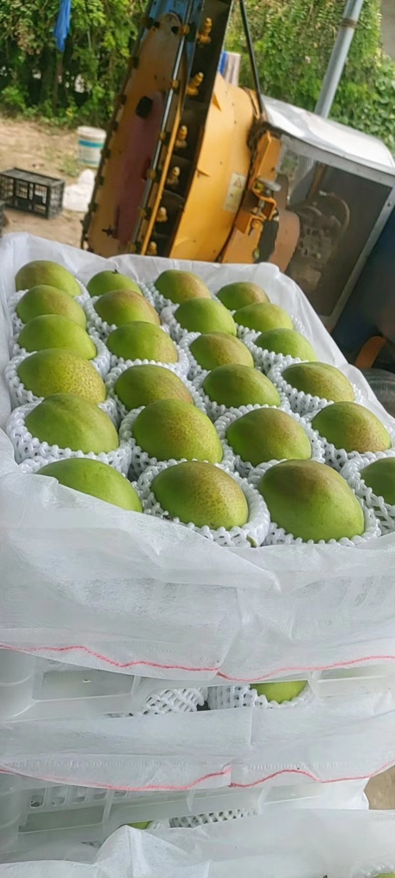 脆甜酥香把伏梨，伏青梨，，新梨七号