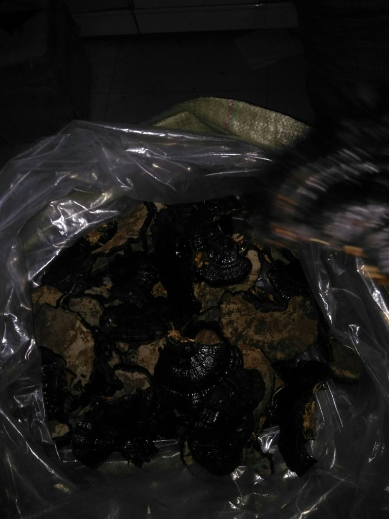 【优质药材】黑灵芝，不苦，有浓浓的香味欢迎选购