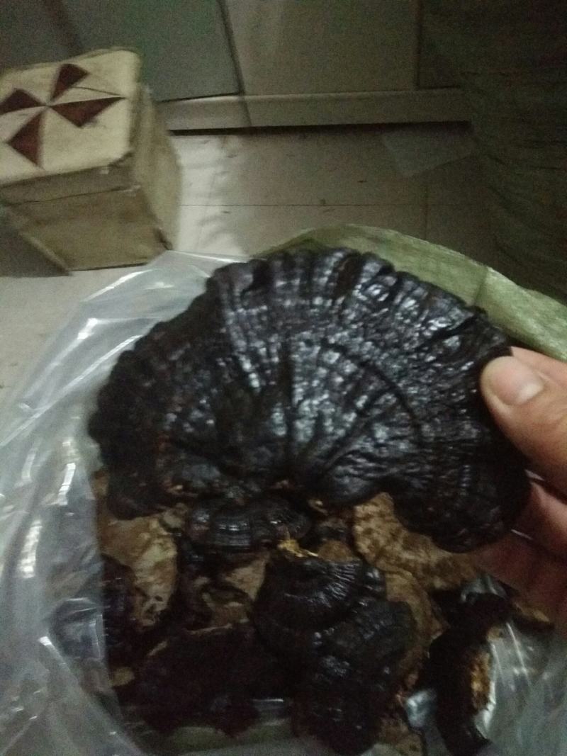 【优质药材】黑灵芝，不苦，有浓浓的香味欢迎选购