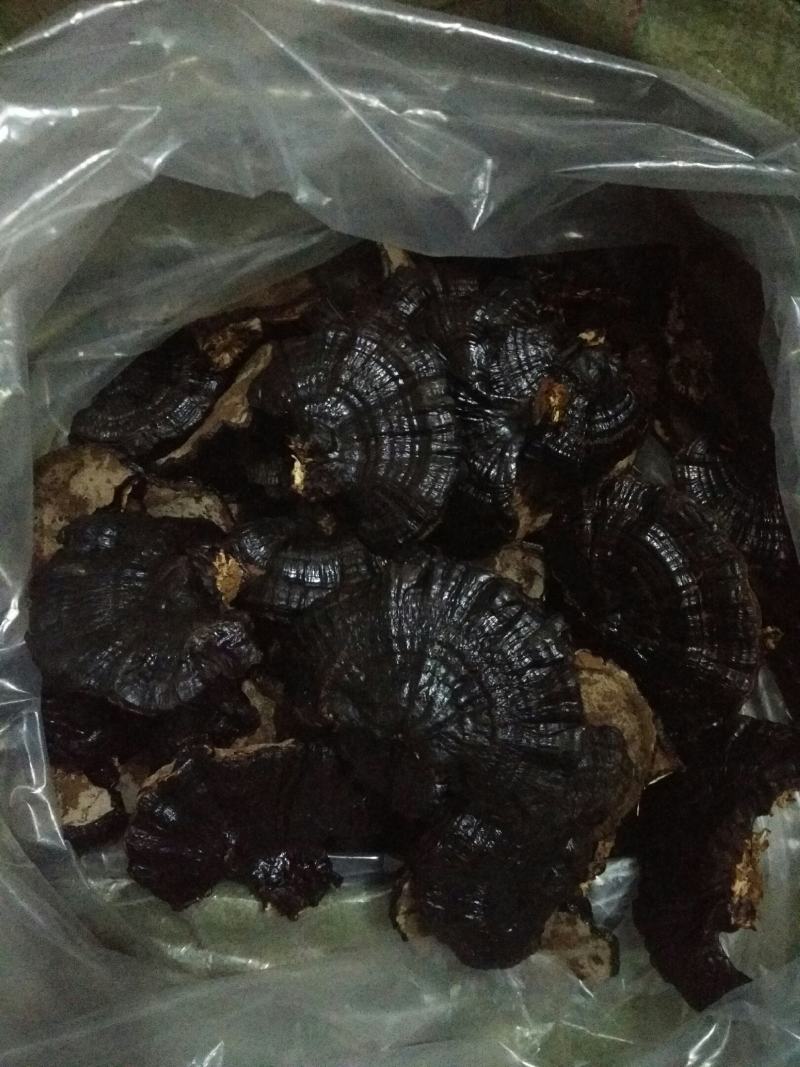 【优质药材】黑灵芝，不苦，有浓浓的香味欢迎选购