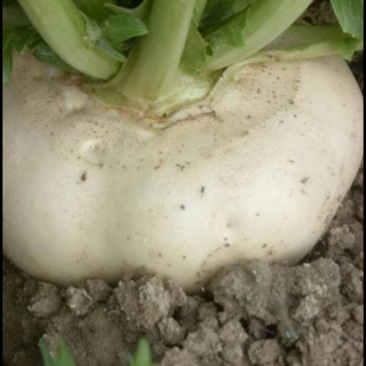 基地大量批发盘菜质量好价格优请各地朋友提联系订购种植计划