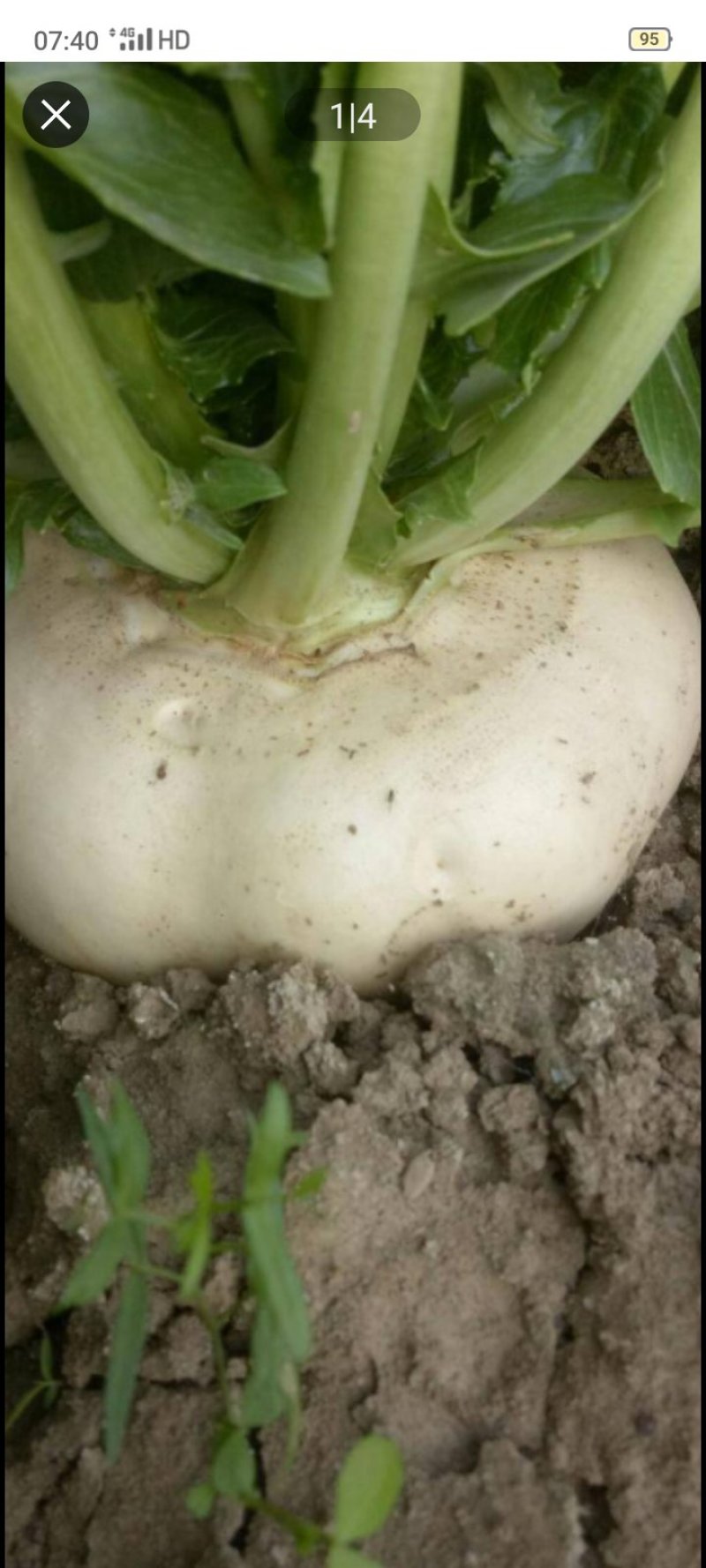 基地大量批发盘菜质量好价格优请各地朋友提联系订购种植计划