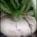 基地大量批发盘菜质量好价格优请各地朋友提联系订购种植计划