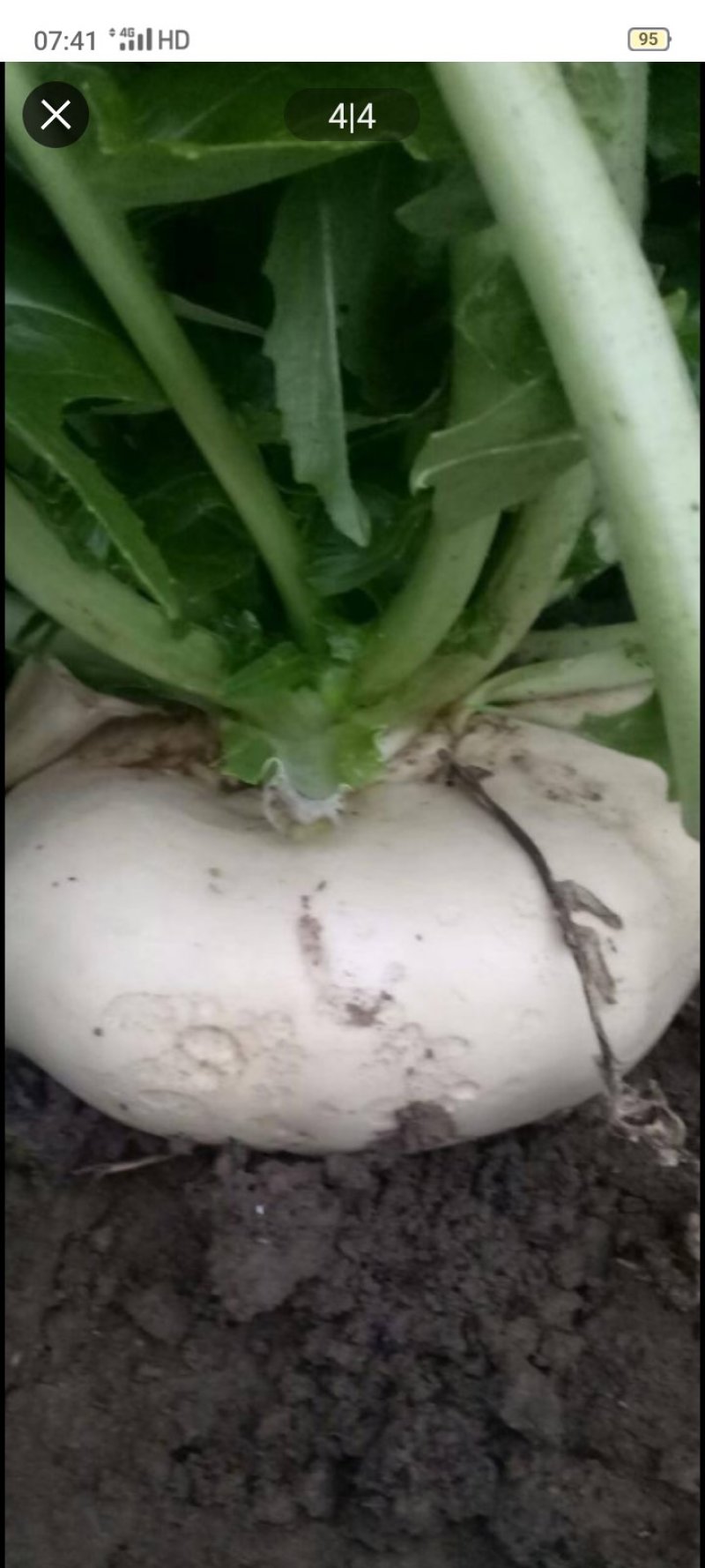 基地大量批发盘菜质量好价格优请各地朋友提联系订购种植计划