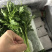西宁茼蒿精品蒿子杆皇帝菜(基地直发)品质可验收，基地可验