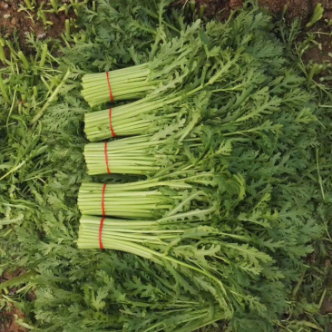 西宁茼蒿精品蒿子杆皇帝菜(基地直发)品质可验收，基地可验