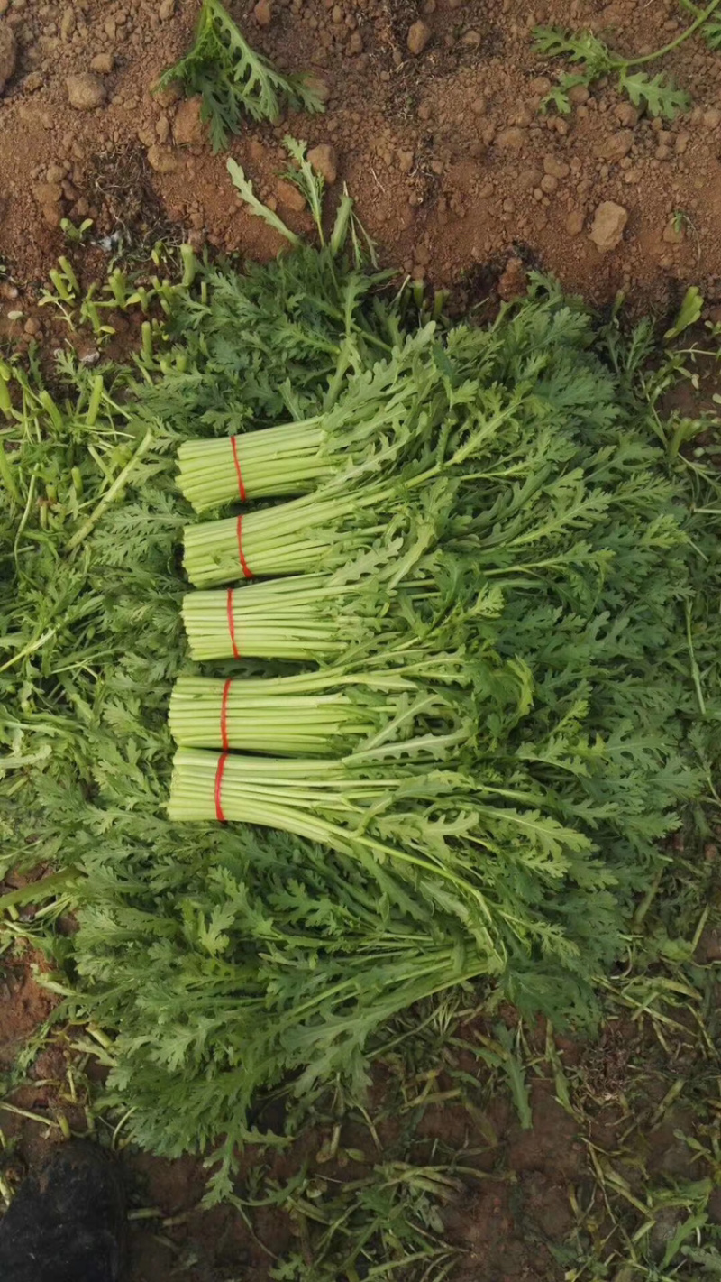 西宁茼蒿精品蒿子杆皇帝菜(基地直发)品质可验收，基地可验