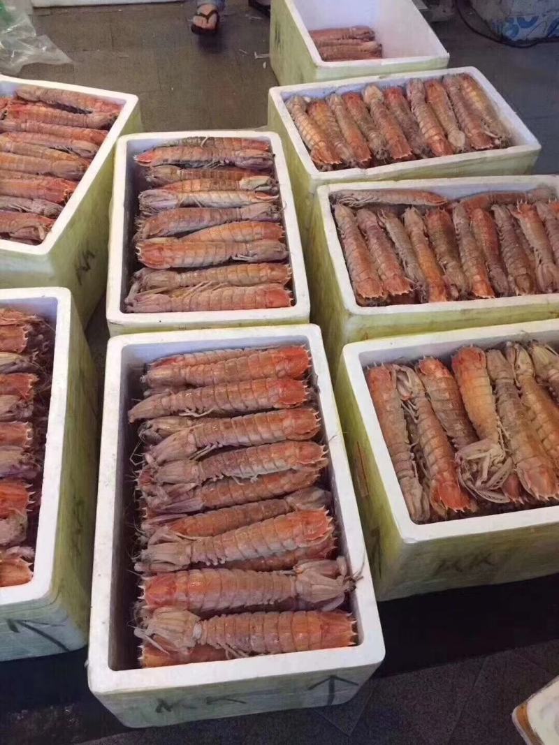 高品质皮皮虾，每个都带膏富贵虾，肉质鲜嫩。现货批发