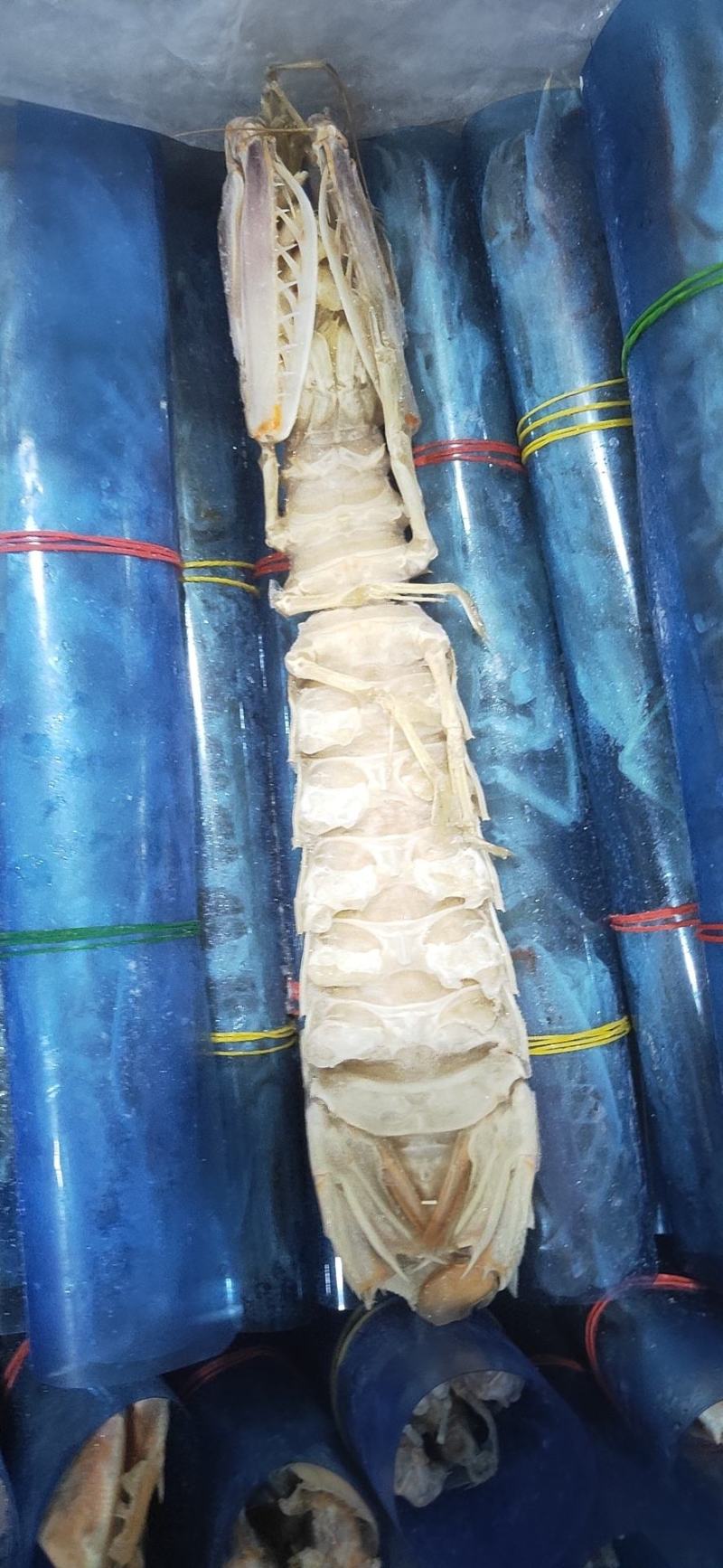 高品质皮皮虾，每个都带膏富贵虾，肉质鲜嫩。现货批发