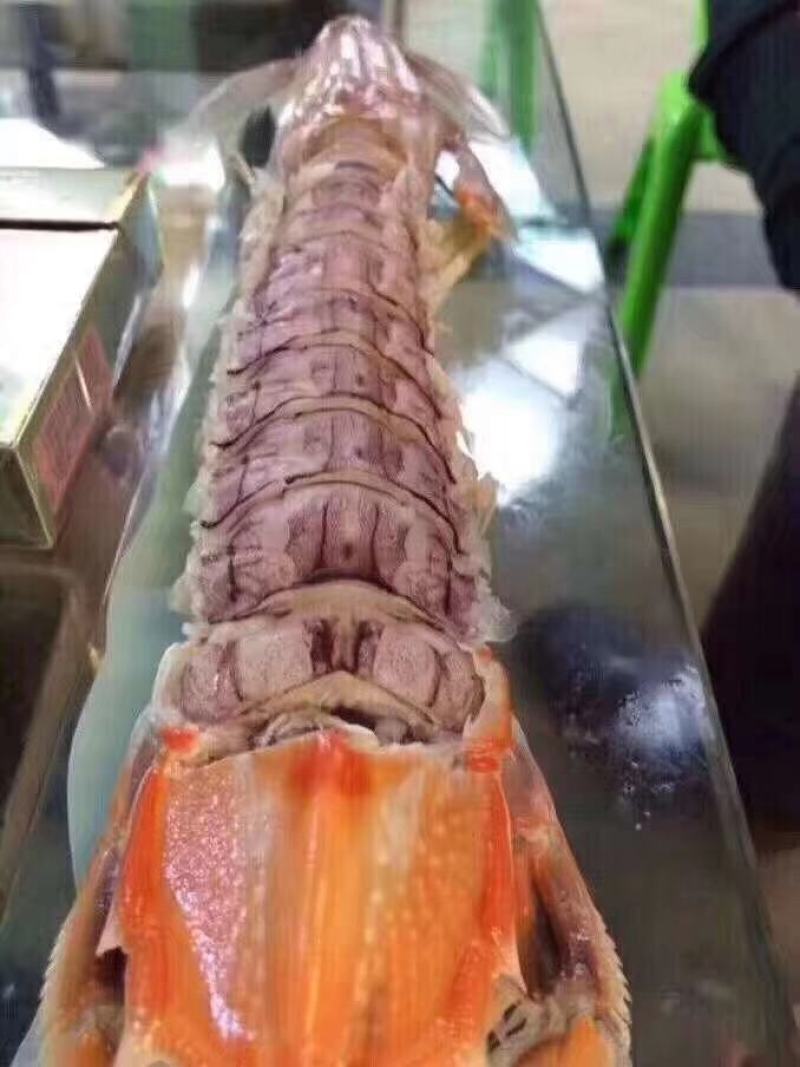 高品质皮皮虾，每个都带膏富贵虾，肉质鲜嫩。现货批发