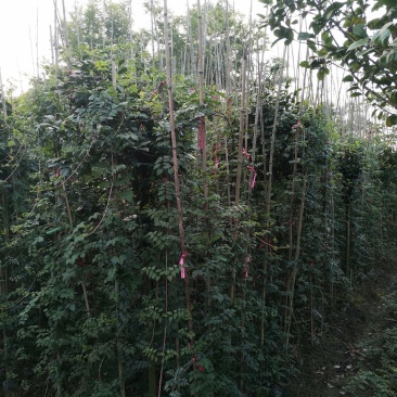 大量出售凌霄花杯苗，16+16