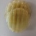 蔬菜小粉皮多种口感多种选择