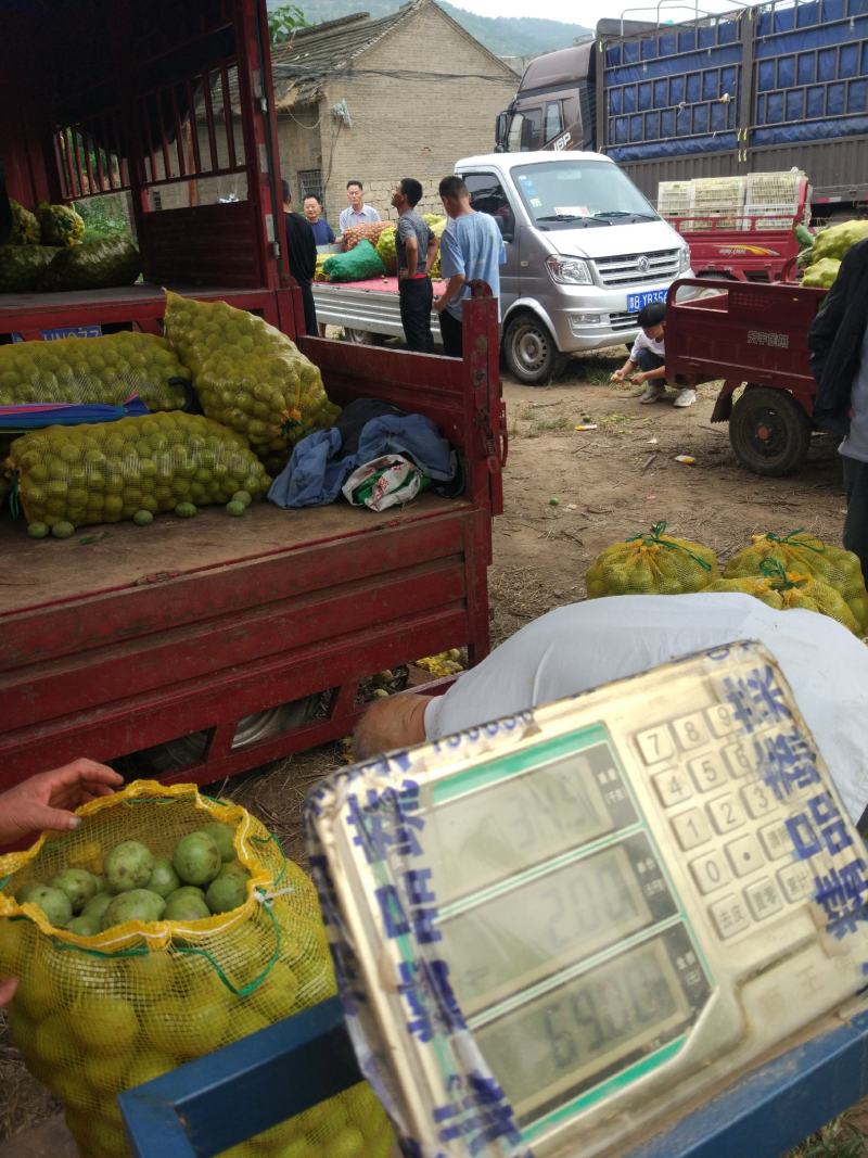 灵宝产地青皮核桃，货源足，质量好，价格适中。