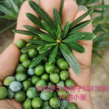出售小叶罗汉松种子，罗汉松种子