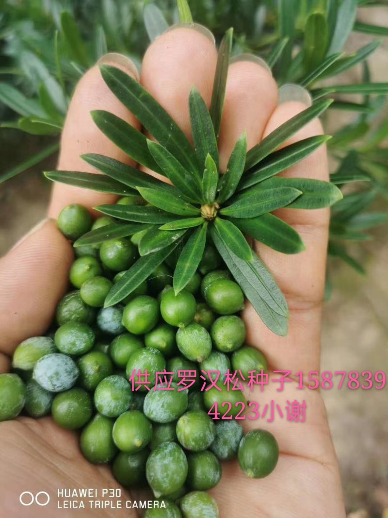 出售小叶罗汉松种子，罗汉松种子