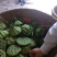 白莲子出售，草莲，南城县