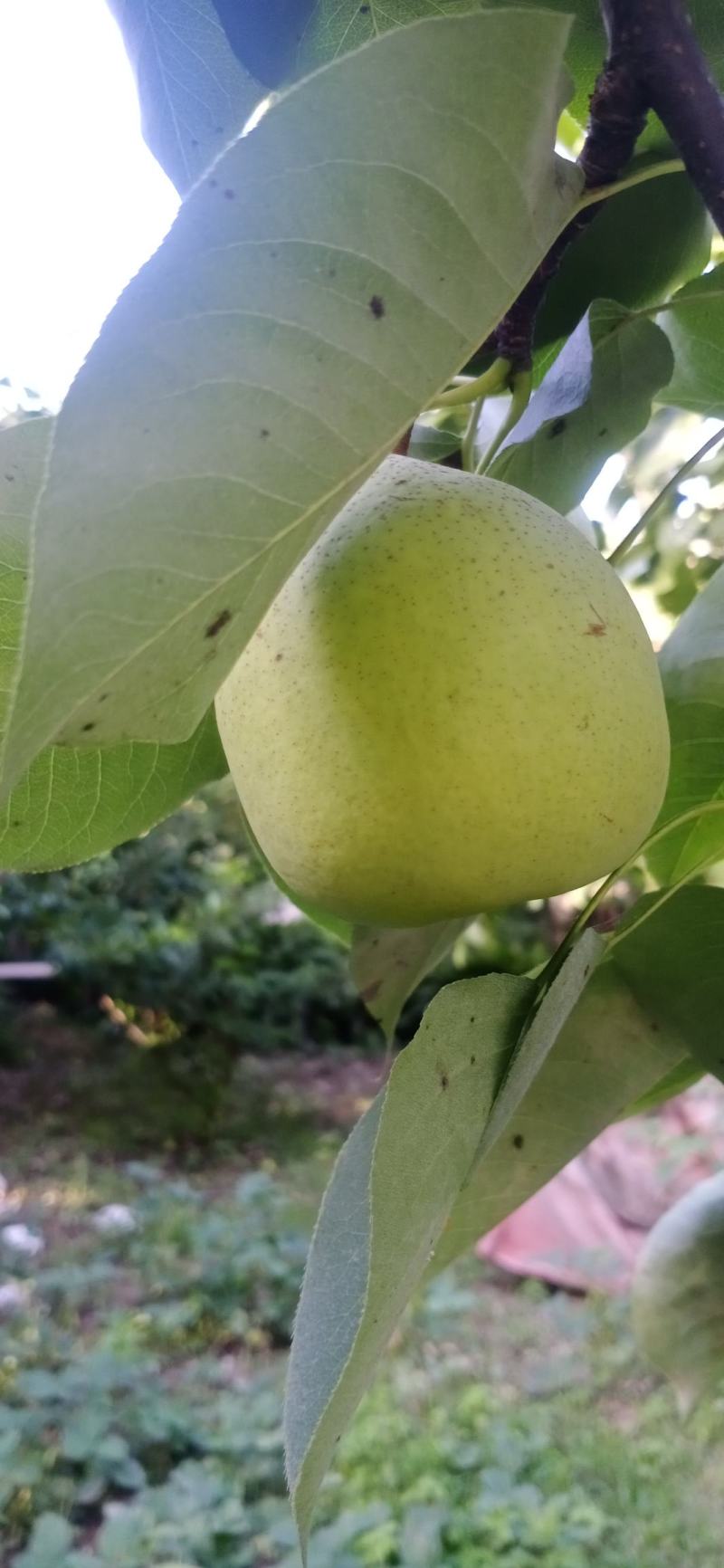 金花梨，正在大量上市，果皮好，甜度大。