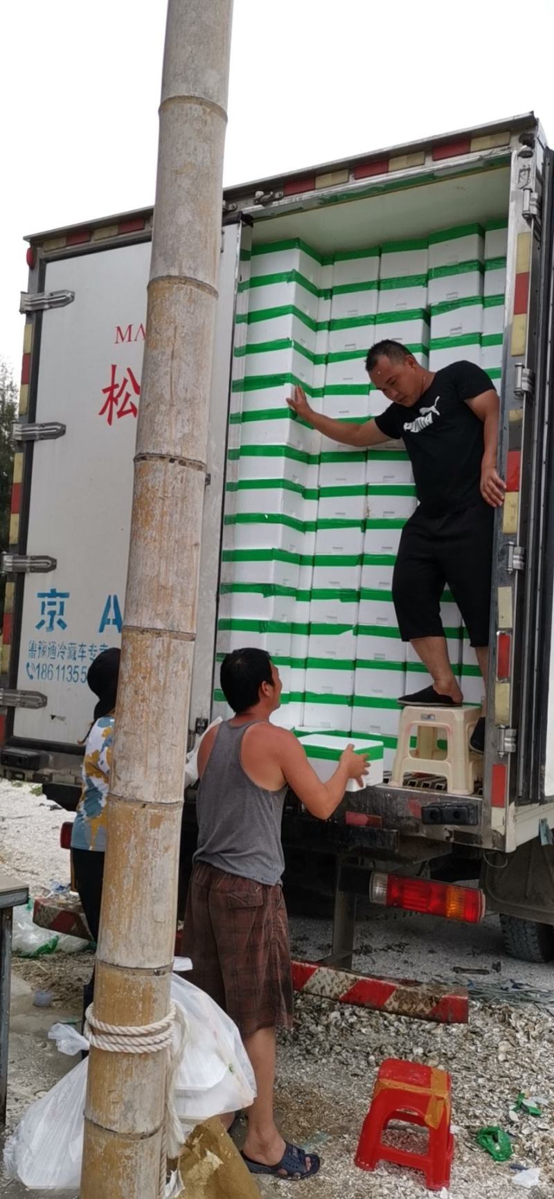 福建生蚝场地直销大小包装价格优惠吊蚝干净无沙