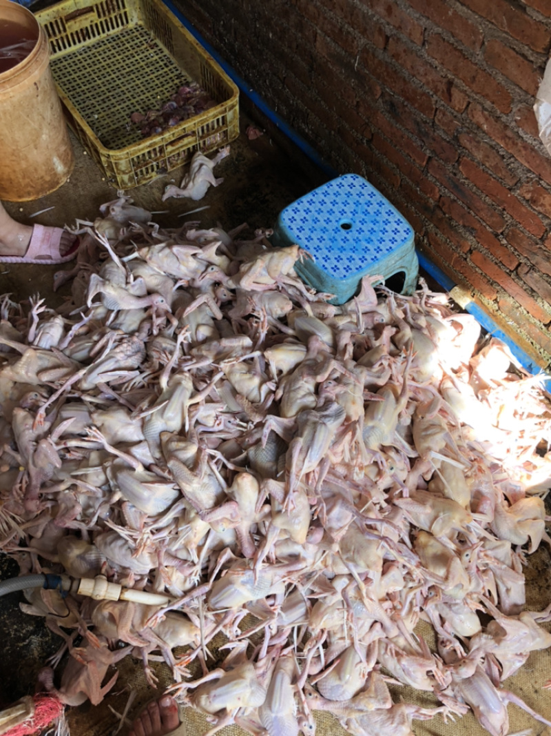 【咨询有惊喜】现杀乳鸽，一键代发，价格实惠
