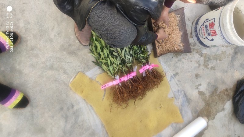 各苗龄段的优良品种油橄榄种苗，从事油橄榄种苗培育十余年