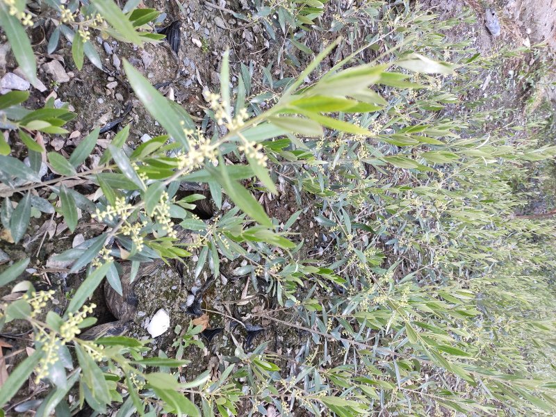各苗龄段的优良品种油橄榄种苗，从事油橄榄种苗培育十余年