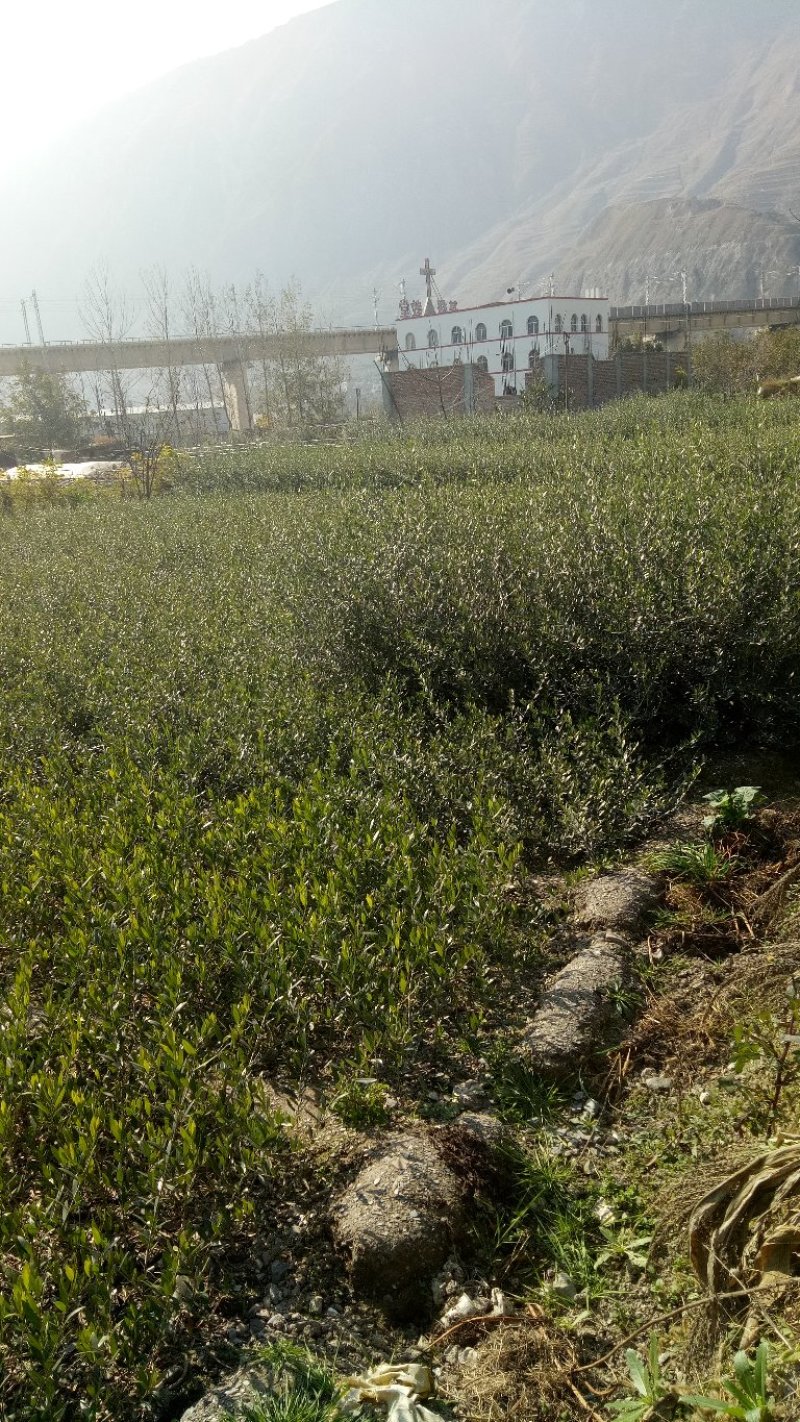各苗龄段的优良品种油橄榄种苗，从事油橄榄种苗培育十余年