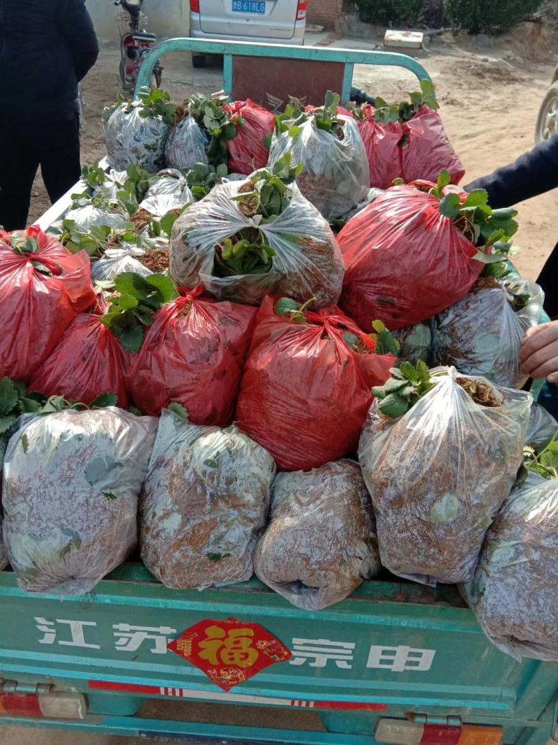 妙香草莓苗批发基地现起苗支持视频远程看苗