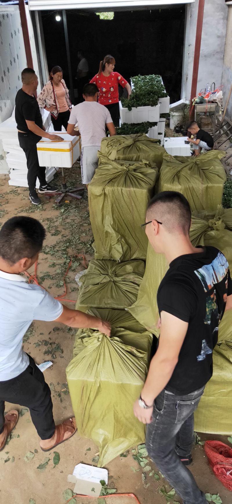 妙香草莓苗批发基地现起苗支持视频远程看苗
