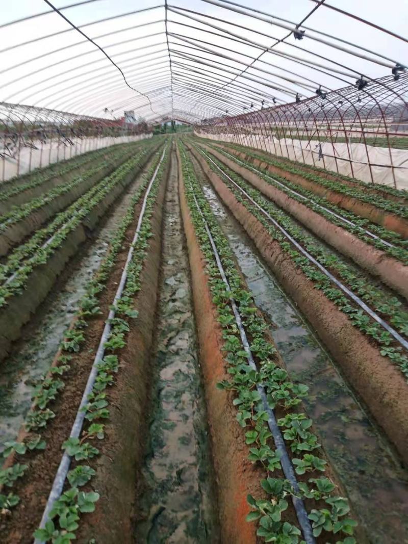 妙香草莓苗批发基地现起苗支持视频远程看苗