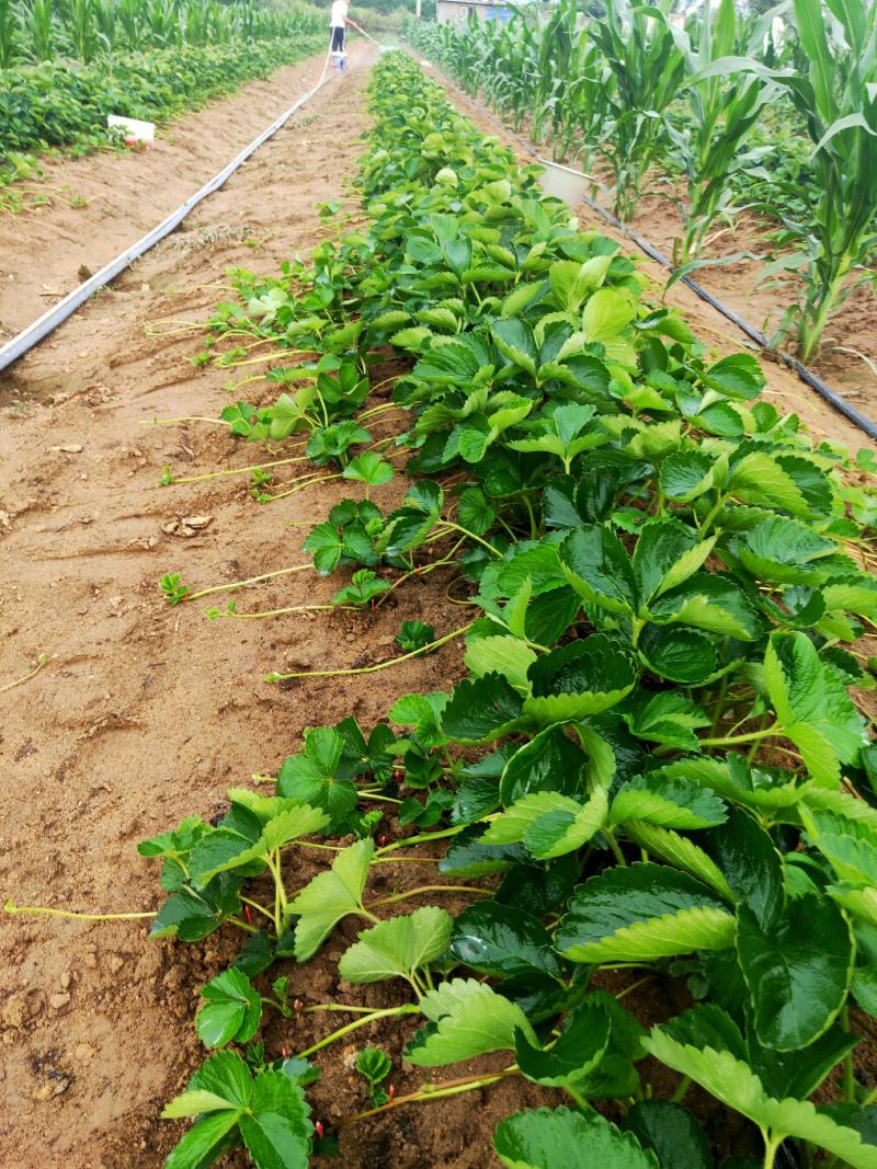 妙香草莓苗批发基地现起苗支持视频远程看苗
