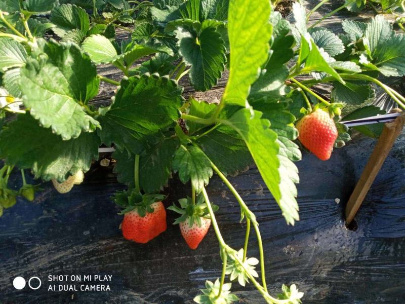 妙香草莓苗批发基地现起苗支持视频远程看苗