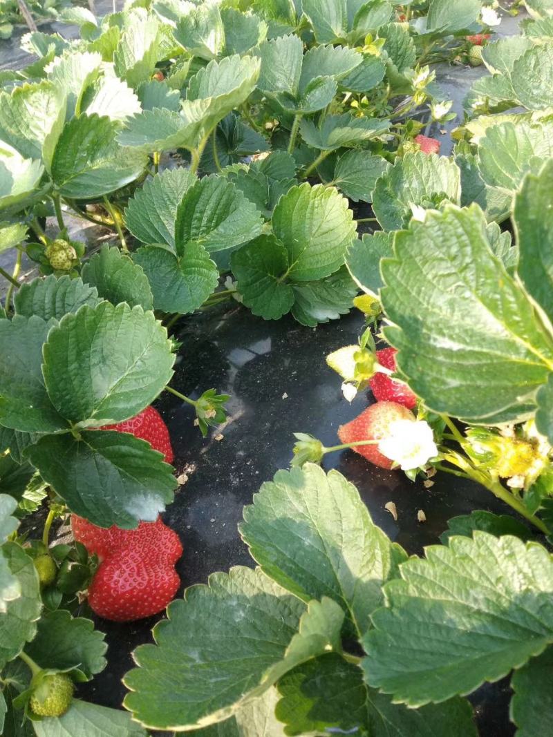 妙香草莓苗批发基地现起苗支持视频远程看苗