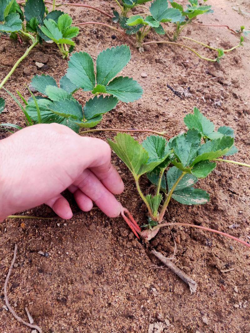 妙香草莓苗批发基地现起苗支持视频远程看苗