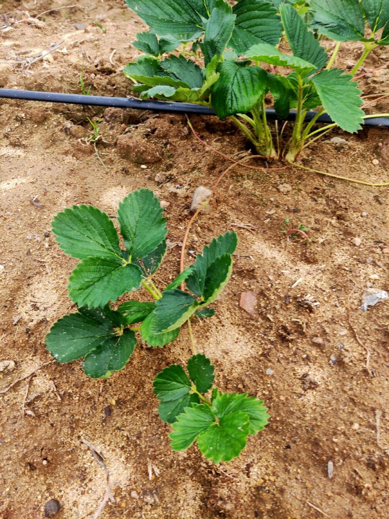 妙香草莓苗批发基地现起苗支持视频远程看苗