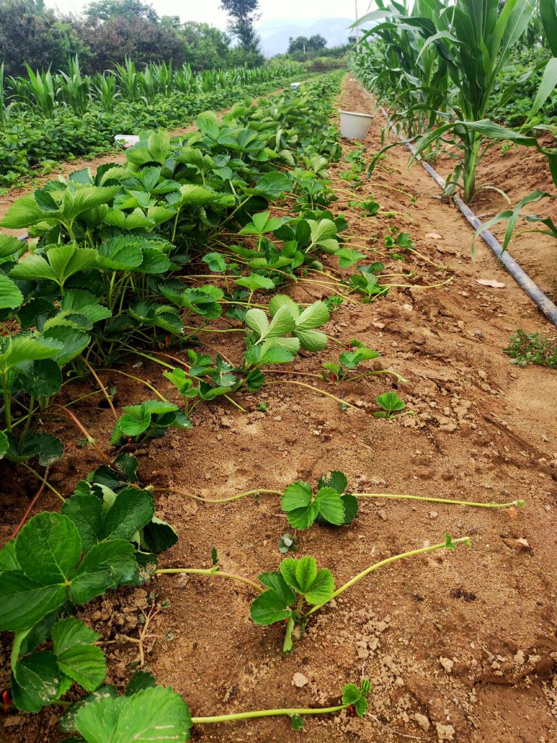 妙香草莓苗批发基地现起苗支持视频远程看苗