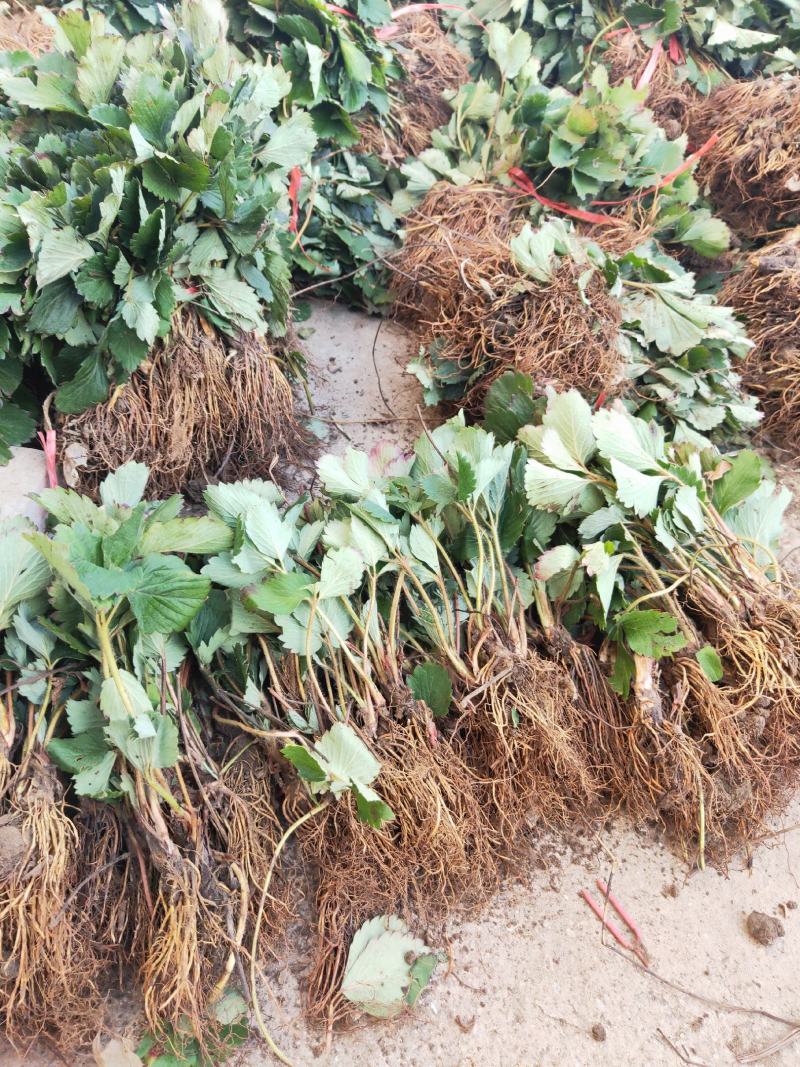 妙香草莓苗批发基地现起苗支持视频远程看苗