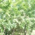 3公分-10公分皂角树，苗圃货